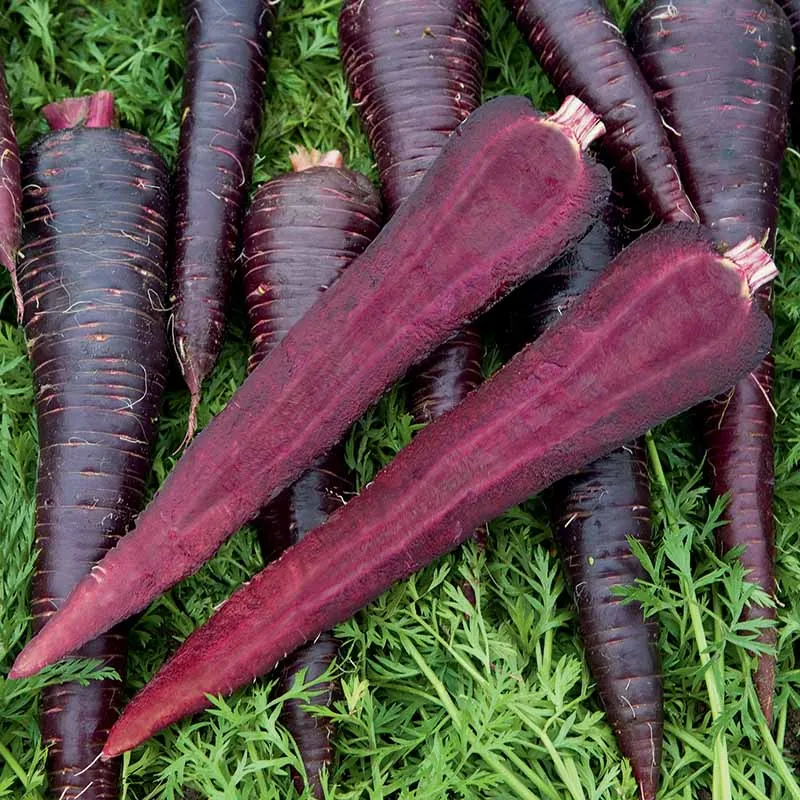 Carrot Deep Purple F1 Seed