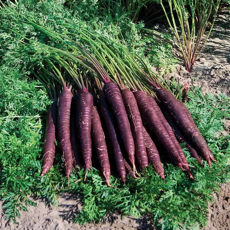 Carrot Deep Purple F1 Seed