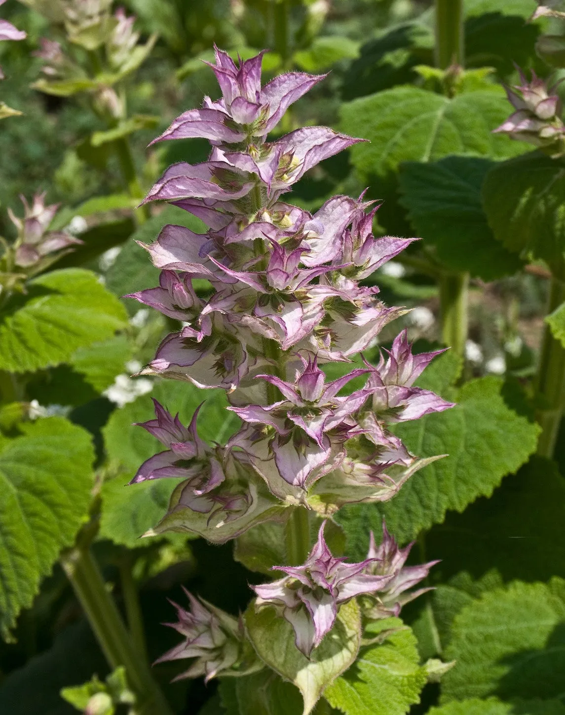 Clary Sage