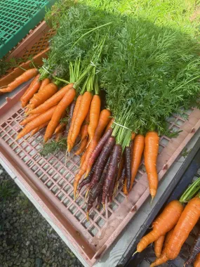 Red Carrots - 2 lb